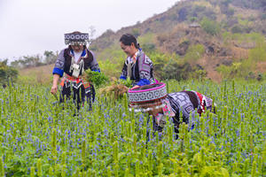 Dérivé de plantes Chia Leaves Nutrition Powder Detox & Body Cleansing Supplement Bulk Shipping Worldwide - Product Image 6