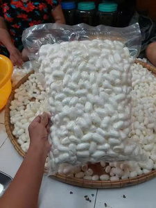 Cocon de Soie de Mûrier 100% Naturel, Fibre de Soie Brute, Emballage Sous Vide, pour Nettoyage du Visage et Filage, Origine Vietnam - Product Image 1
