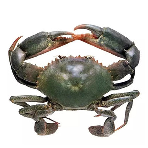 Wholesale King <b>Crab</b> / Best Selling Frozen King <b>Crab</b> Legs Wholesale / Buy Canadian Red King <b>Crab</b> Legs - Product Image 2