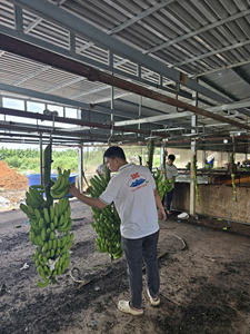 Vietnam Highland Cavendish Bananas Premium Export Grade Textura dulce y firme Embalado para supermercados e importadores - Product Image 4