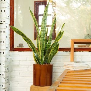 7.8 dentro. Vaso fioriera in plastica di legno scuro per la cura di fiori e piante - Product Image 3