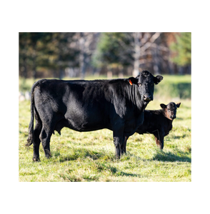 Bovins Black Angus de qualité supérieure pour la vente en gros et l'élevage commercial - Product Image 5
