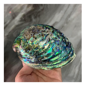 Natural <b>Abalone</b> <b>Shell</b> Raw Decorative Material For Art Collectible Handicraft Jewelry Home Decoration - Product Image 1