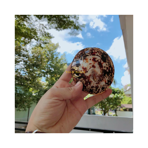 เปลือกหอยลิมเพ็ตธรรมชาติ Vietchoice สำหรับตกแต่ง บรรจุกล่อง เหมาะสำหรับงานฝีมือ เครื่องประดับ และตกแต่งบ้าน - Product Image 6