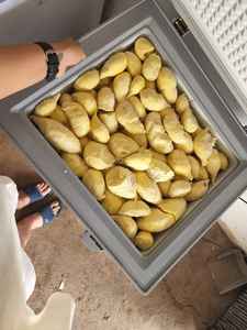 Meilleures ventes de durian congelé, technologie IQF, longue durée de conservation - Product Image 2