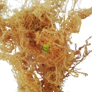 Cottonii Sea Moss Dried Premium Quality Natural Seaweed for Food Processing Carrageenan Bulk Export - Product Image 6