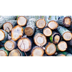 Bois tendres de haute résistance, bois sciés pour poutres, planchers et ossatures en bois - Product Image 5