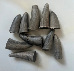 Puntas de Cuerno de Búfalo Natural, Pulido de Primera Calidad, Puntas de Cuerno de Búfalo, Buey y Vaca, Cuerno Natural Crudo de la India - Product Image 3