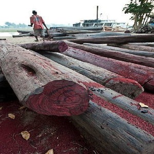 Bois d'<span class=keywords><strong>azobé</strong></span> africain de qualité supérieure et bois scié |   Bois dur Ekki |   Bois tropical de qualité d'exportation - Product Image 3