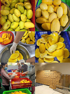 มะม่วงแช่แข็งแบบก้อนใหญ่ – เหมาะสำหรับอุตสาหกรรมเครื่องดื่มและเบเกอรี่ - Product Image 4