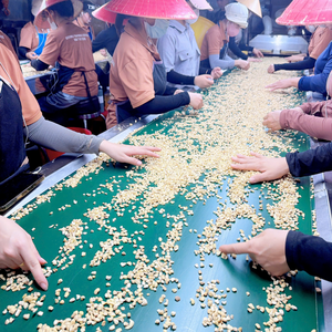 Low MOQ Cashew <b>Kernel</b> SANTIGO Cashew <b>Nuts</b> Broken WS LP SP BB <b>Nuts</b> <b>Kernels</b> Reasonable Price - Product Image 6