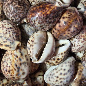 Proveedor de conchas de tigre de Vietnam – Tamaño 7–10 cm |   Gran Cantidad, Precio Competitivo, Listo para Exportar - Product Image 1