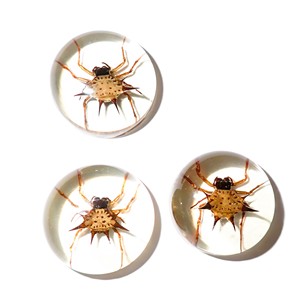 Espécimen Real de Araña Espinosa en Cabujón de Plástico Redondo de 25x25 mm con Base Plana Transparente para Manualidades y Joyería - Product Image 4