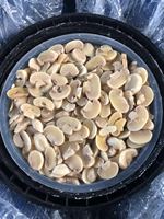 Champignons en gros en fût de 10 kg, entiers/tranchés, mélangés, salés et conservés pour la transformation alimentaire