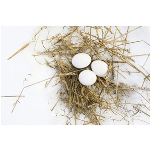 ไข่ไก่คุณภาพสูง สดใหม่จากธรรมชาติ ราคาขายส่ง ผลิตภัณฑ์จากสัตว์ - Product Image 5