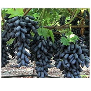 องุ่นสด องุ่นดำ - Product Image 6