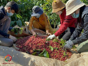 ผงกาแฟสำเร็จรูปแบบสเปรย์กลิ่นฮาลาลแห้งรสผลไม้กลมกล่อมสำหรับ3in1 4in1ผสมเครื่องดื่มผสมอาหาร - Product Image 6