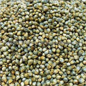 Aliments pour animaux riches en protéines séchés en grains de millet vert de meilleure qualité pour la nourriture pour oiseaux bovins chevaux exportation emballés dans des sacs - Product Image 6