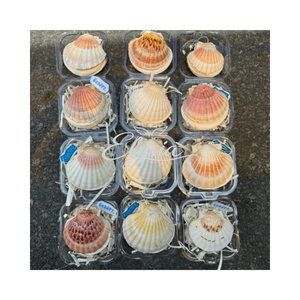 Handmade Seashell <b>Notebook</b> Scallop Shell Journal Natural White Sea Shells Eco-Friendly Portable Coastal Beach <b>Notebook</b> - Product Image 6
