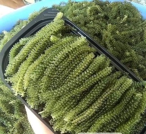 Uvas de Mar Deshidratadas Premium para Exportación | Uvas de Mar Secas en Empaque a Granel de 50 g a 1 kg |   Larga duración en almacenamiento y disponible para OEM - Product Image 1