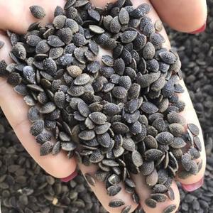 Made In Vietnam Top Notch Quality Competitive Price Selected Dried Passion Fruit <b>Seeds</b> <b>Packed</b> in 25kg Bag - Product Image 4