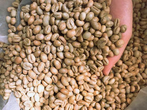 USDA Organic Robusta Green Coffee <b>Beans</b> Size 16 Black Broken 0.1% TNFOOD Brand AA+ Grade 1000kg Vietnam Wholesale Export - Product Image 3