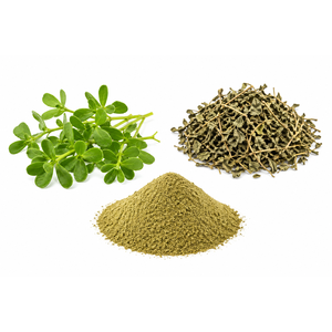 Huile d'infusion de feuilles de Brahmi (Bacopa Monnieri) de qualité supérieure pour le traitement capillaire et l'amélioration de la gestion des cheveux - Product Image 2