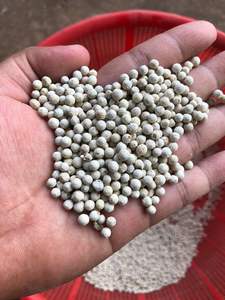 630GL พริกไทยขาวจากเวียดนาม - Product Image 2