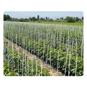 Gardening Garden Aids,plant Support FRP Stakes - Product Image 1