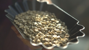 เมล็ดกาแฟอาราบิก้าเวียดนามพิเศษ S16+ แบบยังไม่ผ่านกระบวนการอบ  ผ่านการรับรองและติดตามได้ - Product Image 2