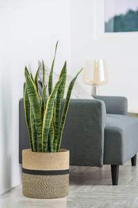 Maceta de Yute Best Living, Cubiertas Duraderas de Cuerda Tejida para Plantas Suculentas, Servicio de Exportación Ofrecido - Product Image 2