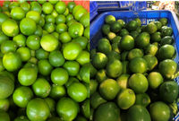 Citron en gros du Vietnam fruits frais sans pépins citron vert lime produit agricole du Vietnam norme d'exportation vers Dubaï