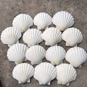 Conchas de vieira, material natural de conchas marinas para manualidades, exhibiciones decorativas y decoración del hogar, proveedor de Vietnam. - Product Image 3