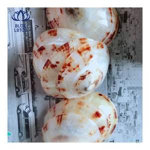 LISTO PARA ENVIAR Concha de Limpet Adecuada para Protección de la Piel y Uso Personal Confortable Forma Pulida Suave para un Contacto Delicado - Product Image 2