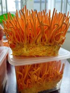 Cordyceps militaris แช่แข็งแห้งสำหรับแบรนด์อาหารเสริม - Product Image 4