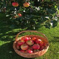 Verse Golden Delicious Appels, Pome-fruit, gewone kweekvariëteit, rode kleur, beste kwaliteit, 100% natuurlijk, 90% inhoud.
