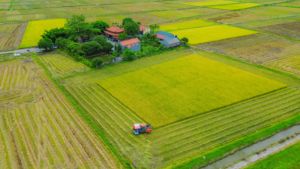 Dry Rice Ramen <b>Noodle</b> for Cooking Organic Long Stalks Edible Technology Customized Packing Made in Vietnam Manufacturer - Product Image 6