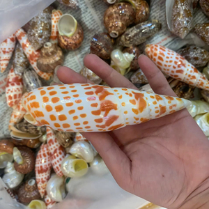 เปลือกหอยมิตราขนาดใหญ่จากธรรมชาติ ขายส่งจำนวนมาก สำหรับตกแต่งบ้าน ของสะสม และของตกแต่งธีมมหาสมุทร - Product Image 1