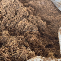 Bagasse de canne à sucre du Vietnam, matériau en fibre naturelle pour l'alimentation des chevaux et des bovins, qualité A