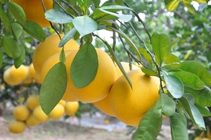 Pamplemousse Vert (Buoi Dien) HNX13 de la Coopérative Hanoi Xanh, Biologique, Entièrement Mûr, 12 cm, VIP 1, Peau Naturelle Vert-Jaune, Sans Additifs - Product Image 4