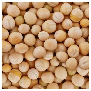 Guisantes Blancos Premium Ricos en Proteínas y Fibra Naturales para Ingredientes Alimenticios a Granel y Suministro de Exportación para Compradores de Alimentos en Todo el Mundo - Product Image 3