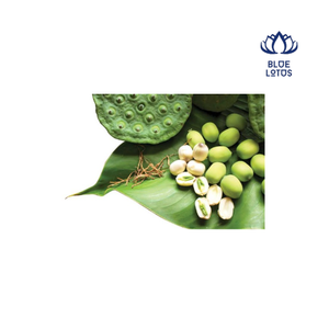 Semillas de Loto Blanco Secas de Blue Lotus Farm, Origen Natural Dong Thap, Vietnam, Alta Calidad, 24 Meses de Vida Útil, Modelo de Almacenamiento Congelado - Product Image 1