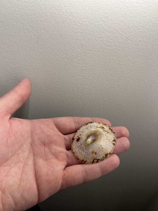 [FOURNISSEUR POPULAIRE] Coquille d'ormeau naturelle de forme irrégulière, polie, irisée, matériau de coquille de Paua pour la fabrication de bijoux d'art populaire BLEU - Product Image 3
