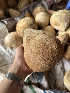 มะพร้าวแห้งทั้งเปลือกมะพร้าวมะพร้าว Seco pelado gedroogde gepelde kokosnoot สำหรับผู้ค้า (วา + 84914319488) - Product Image 2
