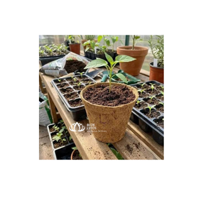 Maceta de Fibra de Coco Natural TOP, Maceta de Fibra de Cáscara de Coco para Plantar Plántulas, Cultivo y Suministro al por Mayor - Product Image 1