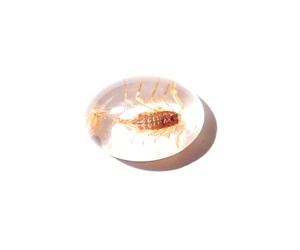 Escorpión Dorado, Espécimen Real, Cabujón de Plástico Ovalado de 12x18 mm, Base Plana Transparente para Manualidades y Joyería - Product Image 6