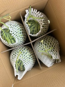 แตงโมไร้เมล็ดเกรดส่งออก – ผลไม้สดเวียดนาม หวานฉ่ำ เหมาะสำหรับการสั่งซื้อจำนวนมาก - Product Image 4