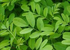 CO2สกัดใบ Indigofera - Product Image 2