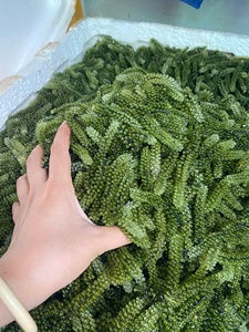 Uvas de Mar para Exportación al por Mayor |   Empaque de 50 g a 1 kg - Product Image 5