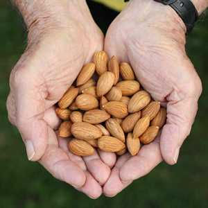 Amandes 100% Naturelles de Haute Qualité, Biologiques et Cuites, Brutes et Séchées, Vente en Gros Directe, Personnalisables, Autrichiennes, Disponibles Maintenant en Stock - Product Image 2